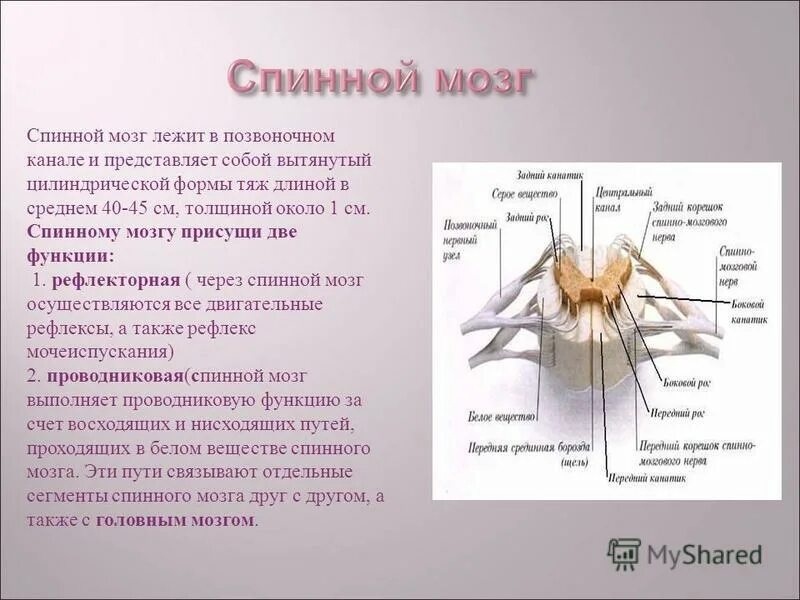 Раковина выполняет функцию. Спинной мозг лежит в. Спинной мозг представляет собой тяж длиной. Спинной мозг впервые появился у. Спинной мозг лежит в позвоночном канале и представляет собой.