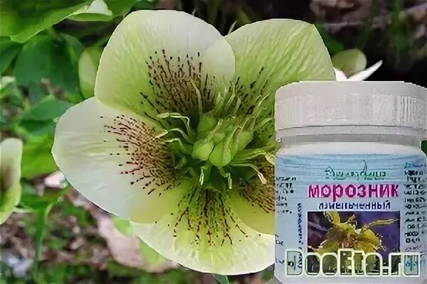 Масло морозника. Масло морозника. Кавказское масло. Масло морозника. Пуэр чай рассыпной.