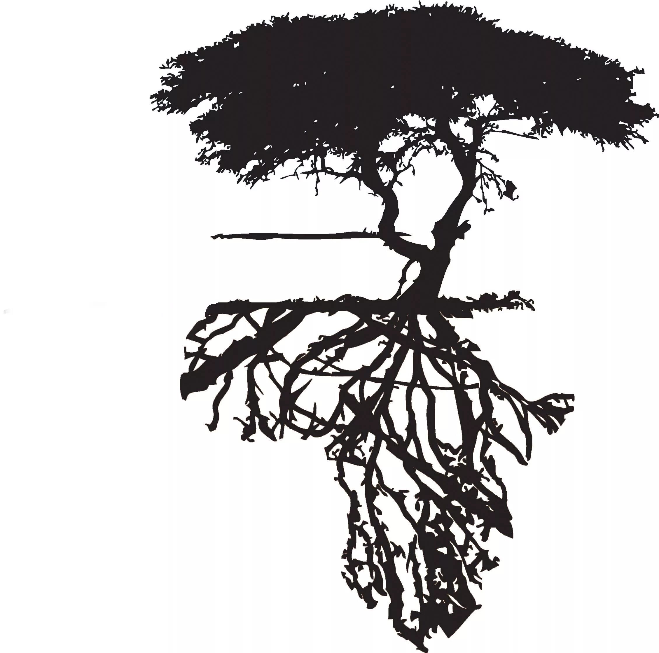 A tree without roots
