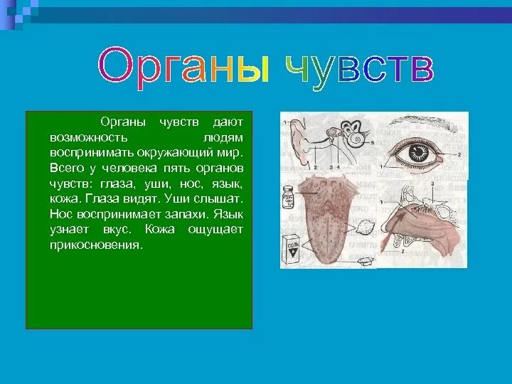 Доклад на тему органы чувств. Строение и работа наших органов чувств. Сообщение о органе чувств. Органы чувств доклад краткое.