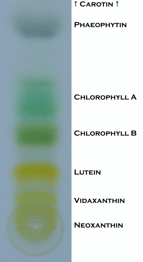 Разделение пигментов листа метод. Разделение хлорофилла хроматография. Хроматограмма пигментов зеленого листа. Разделение растительных пигментов методом хроматографии. Хроматография Разделение пигментов.