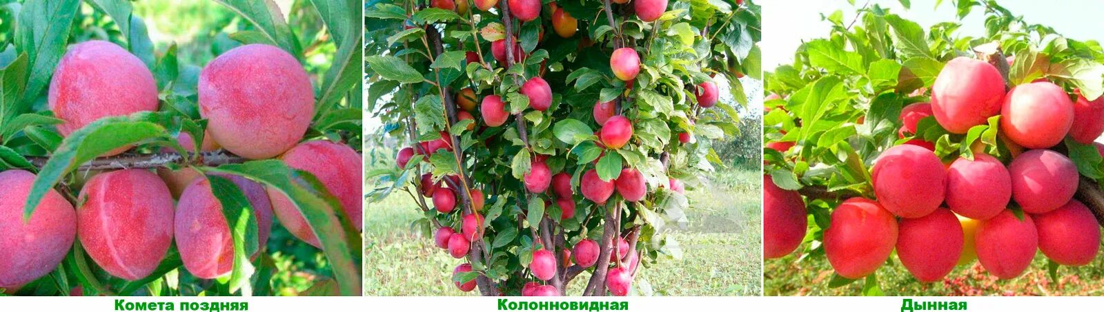 Сорт фортуна. Алыча владимирская комета. сорт фортуна слива.