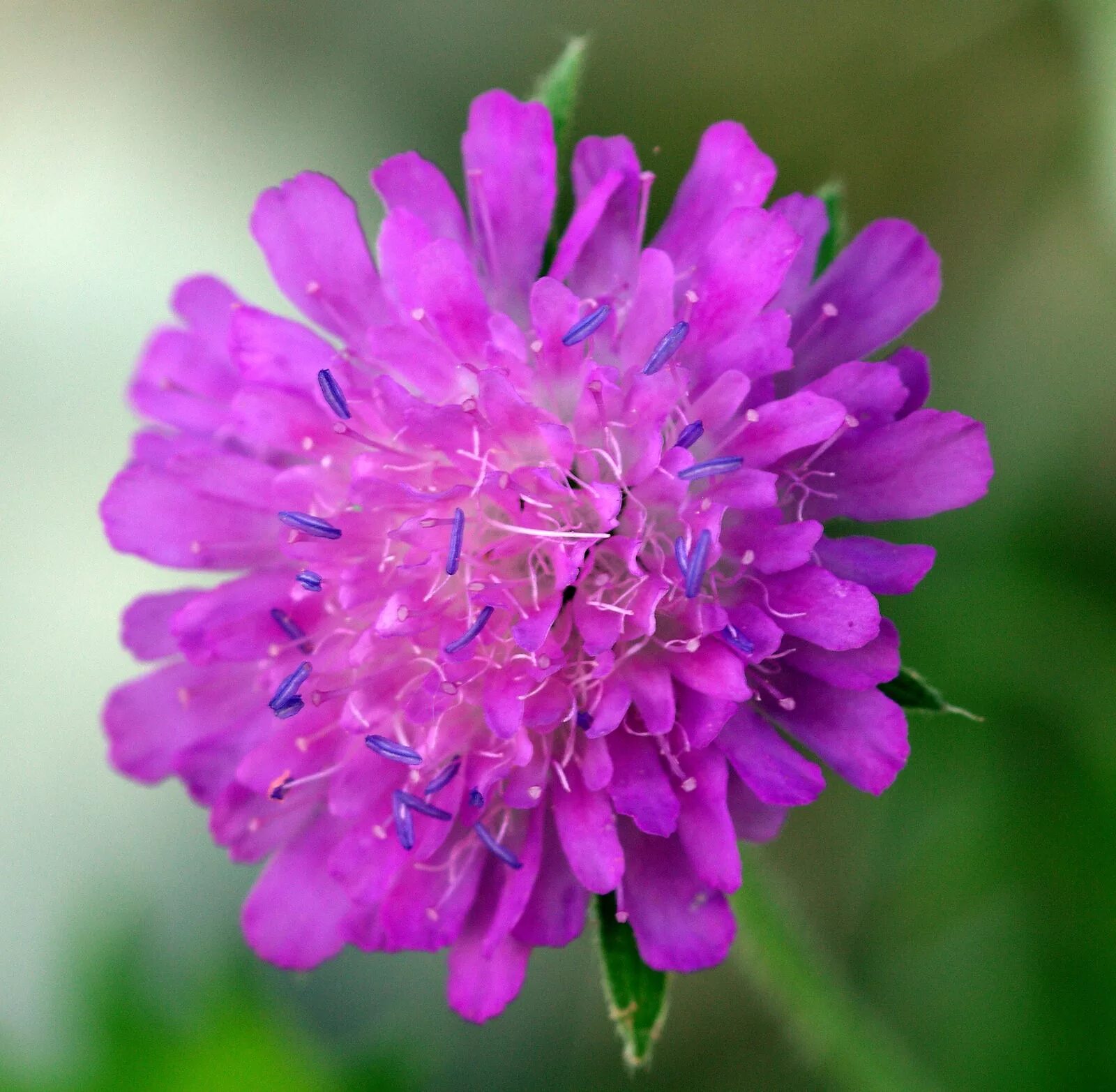 Короставник фото. Короставник полевой (Knautia arvensis). Скабиоза (короставник полевой). Короставник Луговой. Короставник и скабиоза.