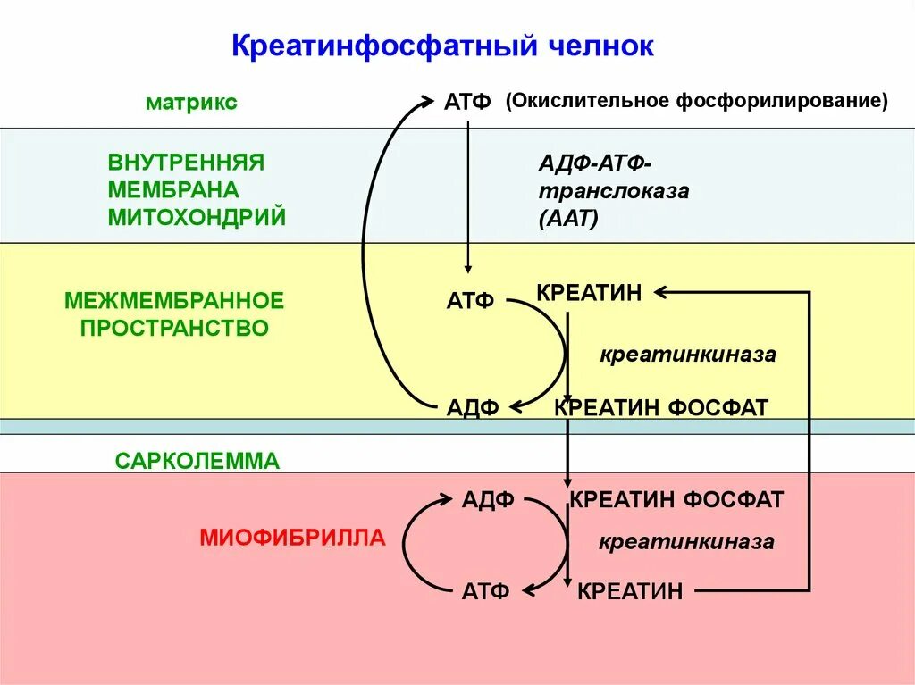 Митохондрии синтезируют атф. Креатинфосфатный челночный механизм. Креатинфосфатный челнок биохимия. Окислительное фосфорилирование схема. Окислительные процессы в митохондриях.