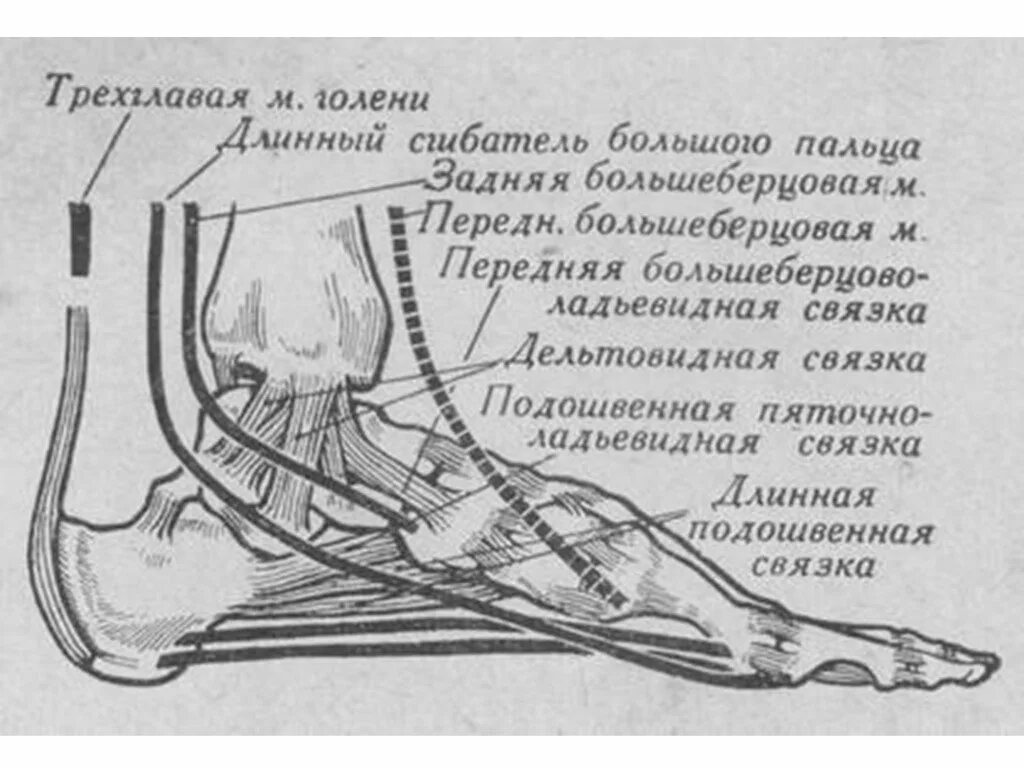 Схема сухожилий