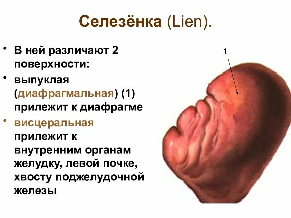 Поверхности селезенки. Висцеральной поверхностью селезенка прилежит к. Висцеральная поверхность селезенки. Лимфатическая система селезенка.