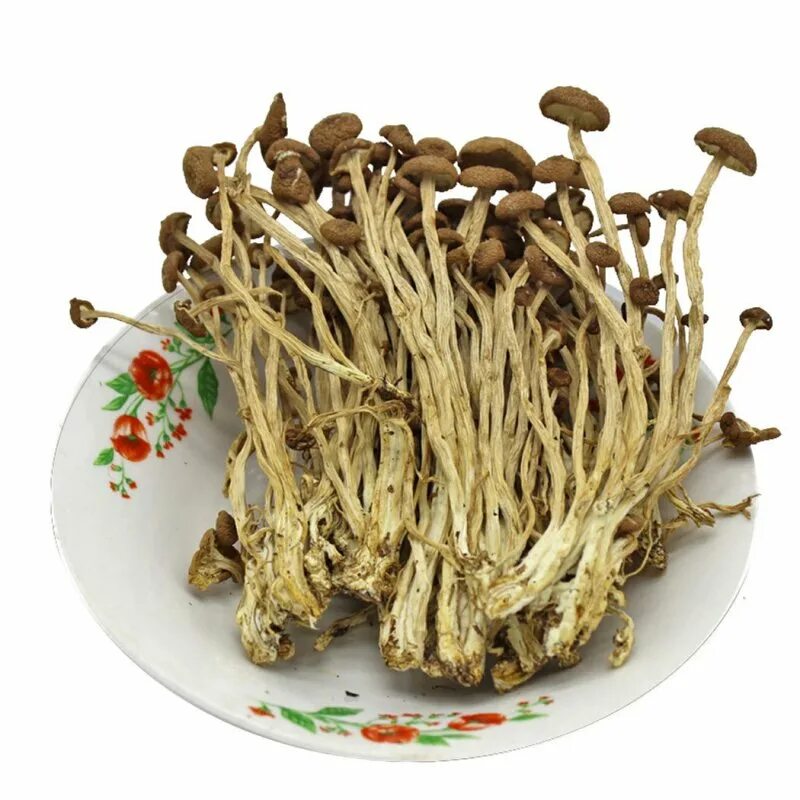 Китайский древесный гриб. Китайские грибы шиитаке. Древесные грибы шиитаке. Грибы Эноки и шиитаке. Древесные грибы китайские.