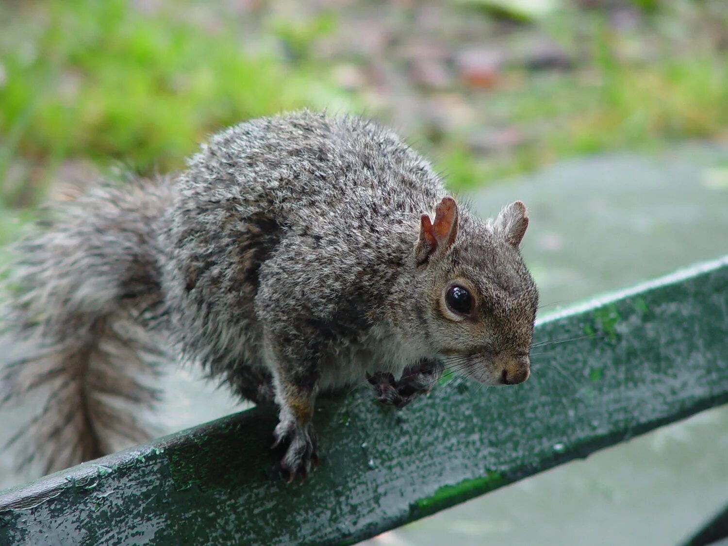 Лечение белки. Животные и растения в Нью Йорке. Richmond Squirrels. Squirrel Lives in.