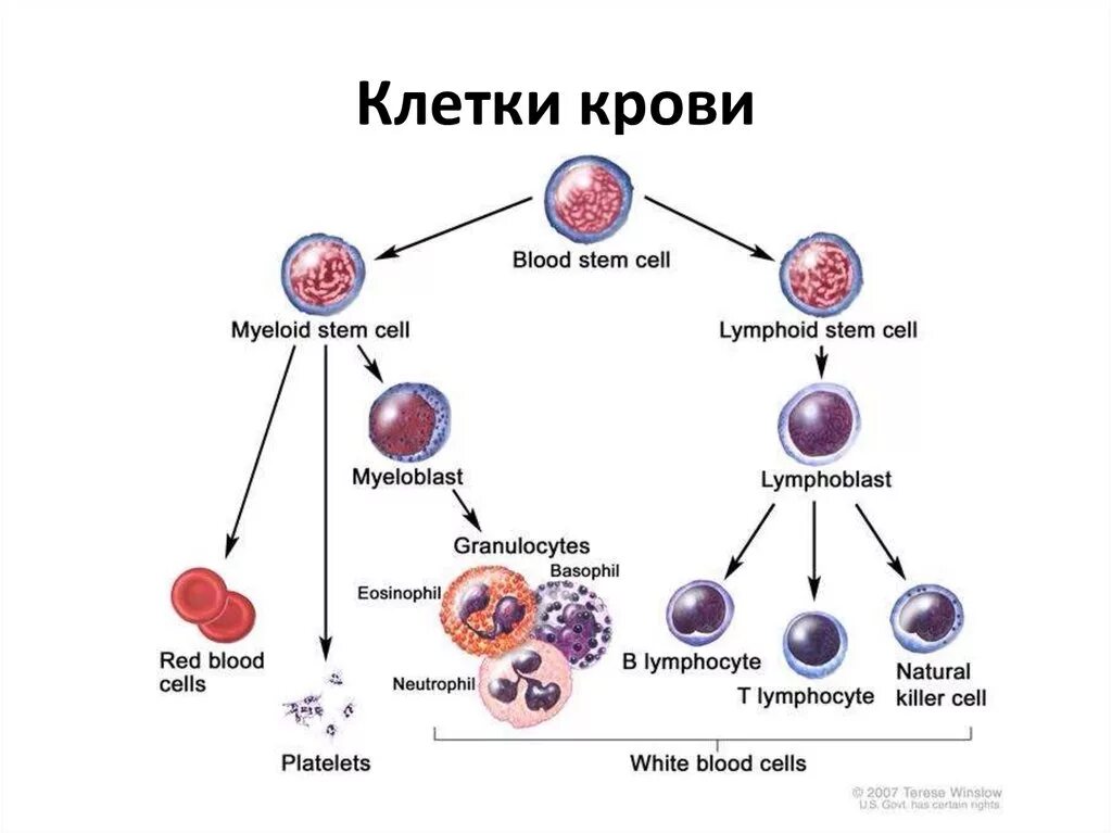 Клетки крови образующийся в костном мозге. Стволовая клетка крови схема. Схема кроветворения стволовая клетка. Схема образования кровяных клеток. Схема образования клеток в костном мозге.