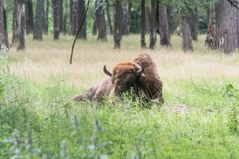 Приокско террасный заповедник растения кроссворд
