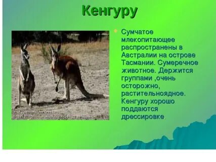 Сообщение об эндемиках австралии