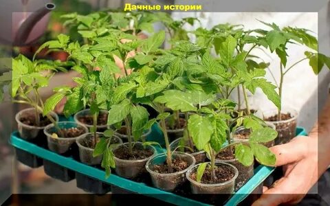 Дача рассада помидор