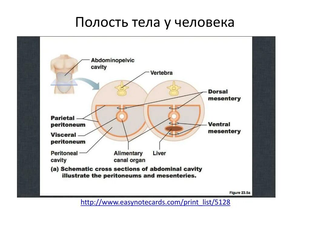 Полости тела перечислить. Полости организма. Полости тела. Полости тела человека кратко. Полости туловища.