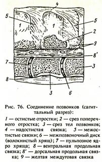 Соединение костей связка