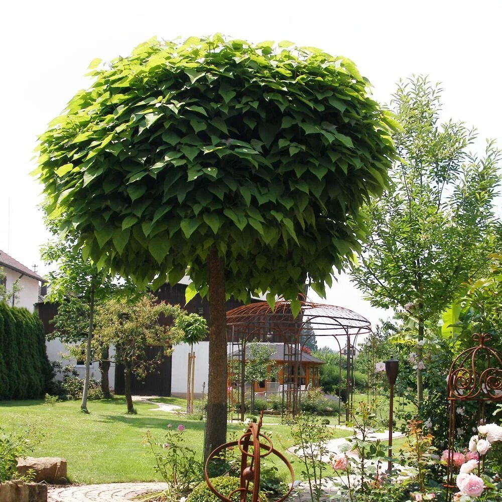 Катальпа бигнониевидная. Катальпа бигнониевидная (Catalpa bignonioides). Катальпа дерево купить