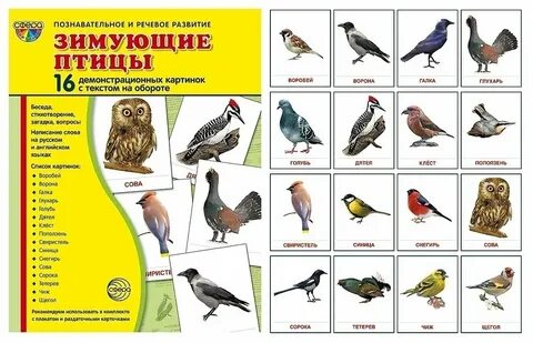 Общие признаки для всех живущих диких птиц