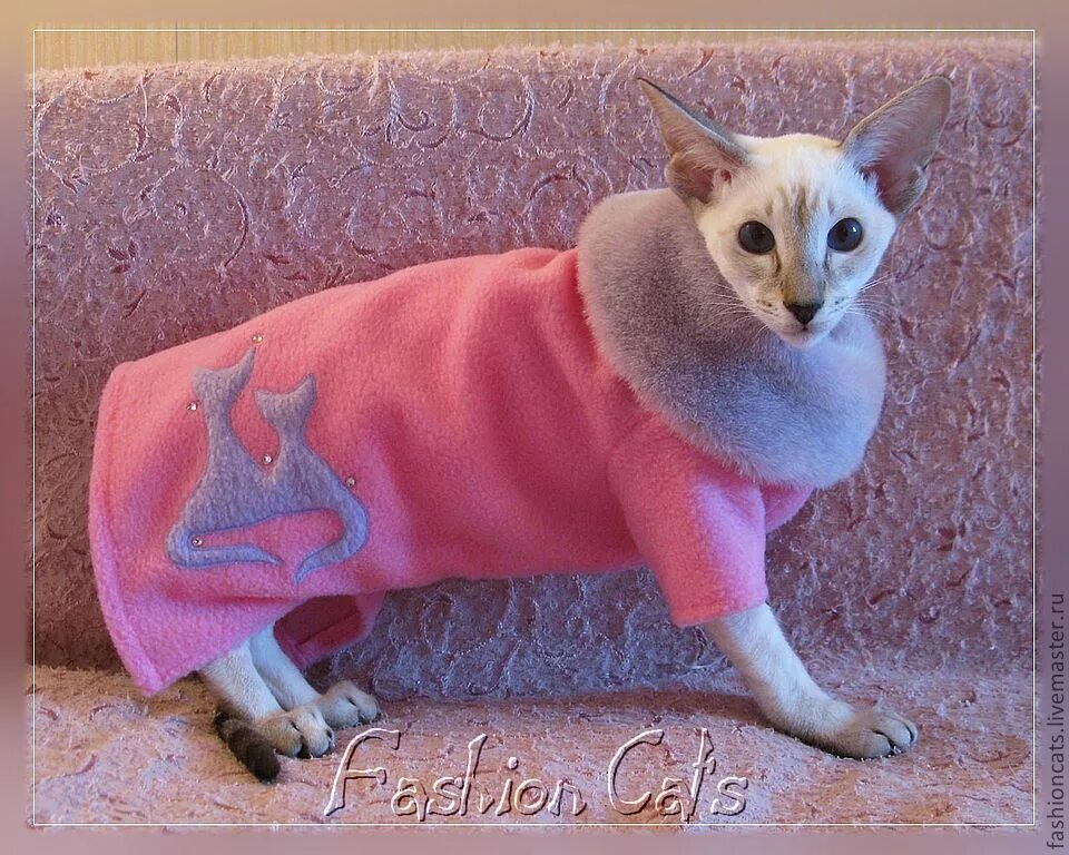 сфинкс в шубке. шуба сфинкса. шуба сфинкса. одежда для лысых кошек. шуба сфинкса.