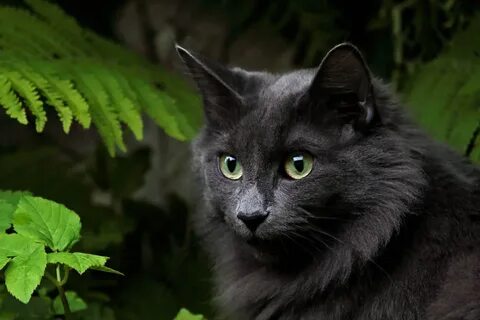 Черно зеленые кошки