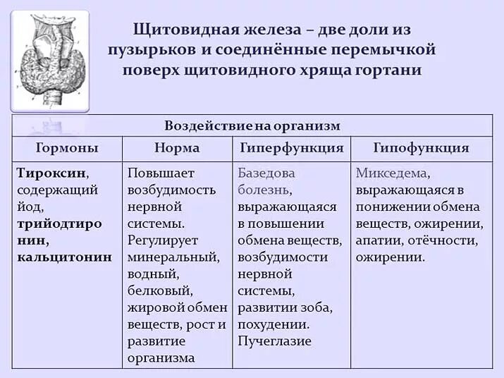 Гиперфункция гормоны. Щитовидная железа гормоны и функции таблица. кальцитонин гормон гипофункция и гиперфункция. щитовидная железа гормоны гиперфункция и гипофункция. щитовидная железа гипофункция и гиперфункция.