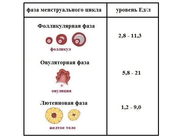 Фсг гормон у женщины 40. ФСГ гормон показатели у женщин норма. Показатели нормы гормоны ЛГ. Гормоны норма у женщин по возрасту таблица на 3 день цикла. Показатели крови гормона ФСГ.