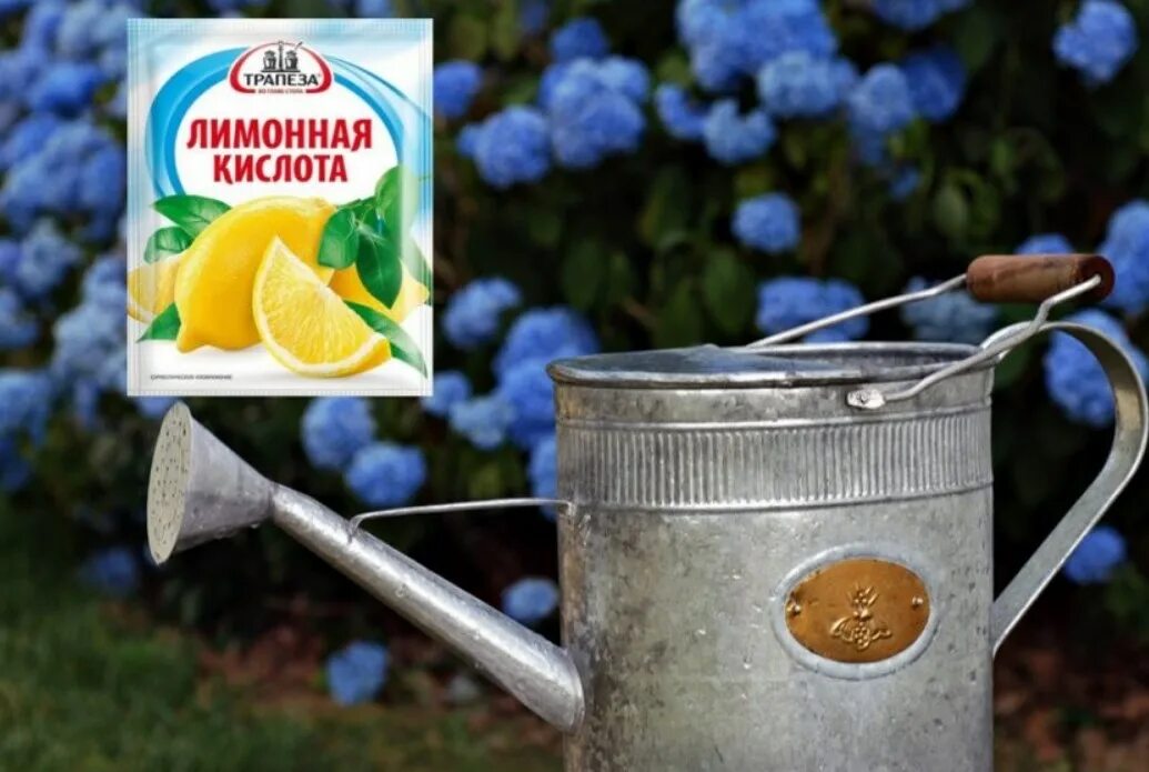Лимонная кислота для гортензии. Подкисление почвы лимонной кислотой для гортензии. Подкормка гортензии лимонной кислотой. Подкисление гортензии лимонная кислота.