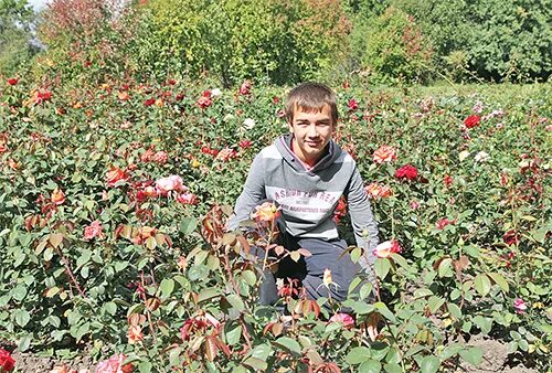 Питомник саженцы роз краснодарского. Плодопитомник крутые хутора Липецкая область. Питомник Телегино Липецкая область. Крутые хутора Липецкая область питомник. Троекурово саженцы.