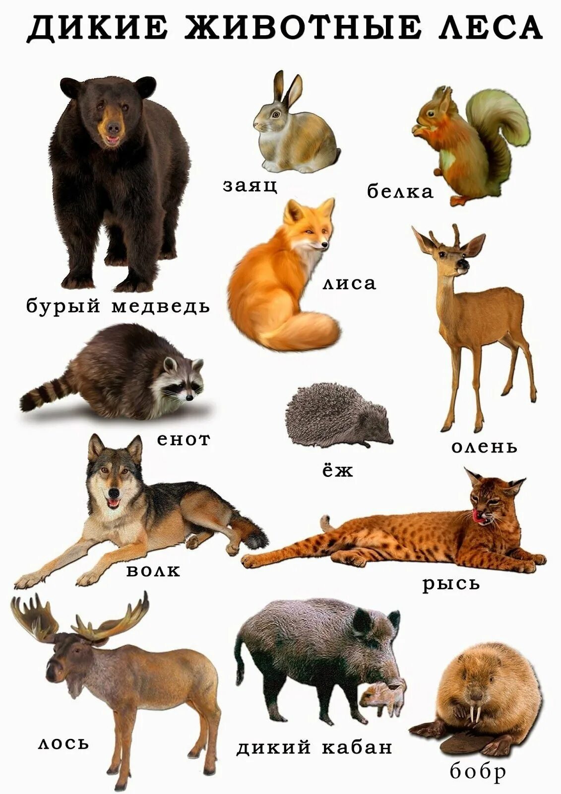 Название животного из 4 букв