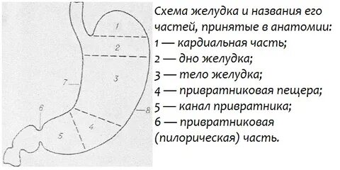 Схема желудка