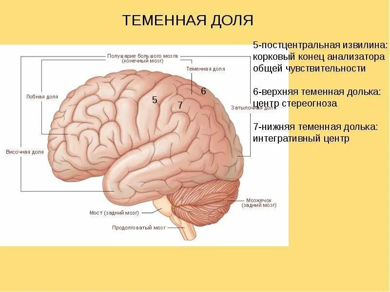 Верхняя и нижняя височные извилины. Извилины лобной доли анатомия. Основные борозды доли извилины головного мозга. Верхняя и нижняя височные извилины. Верхняя и нижняя височные извилины.