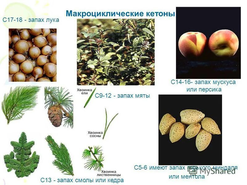 разнообразие веществ. состав растения на вещества. вещество красного цвета которое используется в производстве спичек. азот двухатомный или одноатомный. знак аммиака.