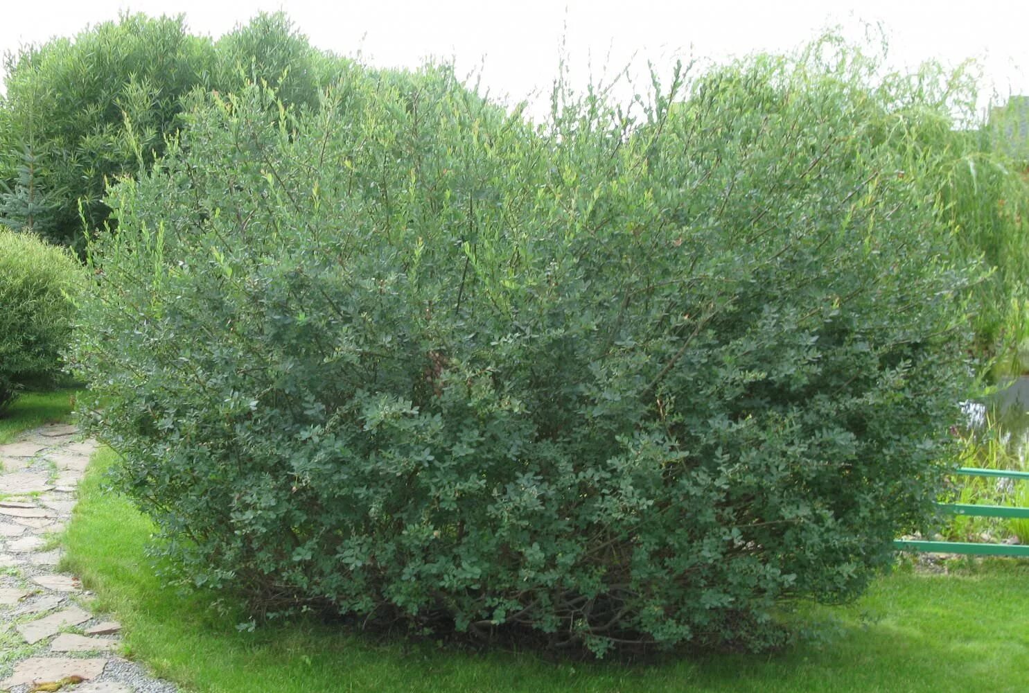 Ива ледебура пендула "снежный шар". Ива ломкая bullata. Ива ледебура курайская. Ива пурпурная salix purpurea “pendula”. Ива волчниковая верба.