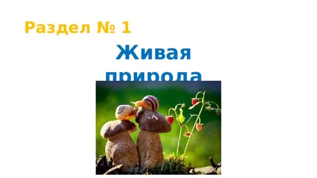 Сравнение в стихотворении в лесу над росистой. Маршак в лесу над росистой поляной иллюстрация. Рисунок к стихотворению Маршака в лесу над росистой поляной. Иллюстрация к стихотворению в лесу над росистой поляной. В лесу над росистой поляной с я Маршака.