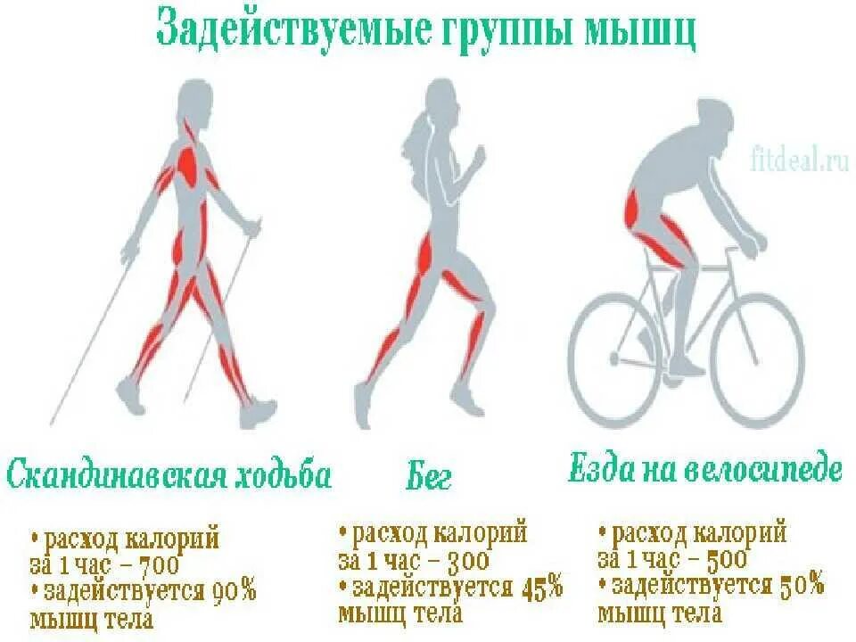 Велосипед сколько калорий сжигается за час. Группы мышц задействованные при скандинавской ходьбе. Сколько ккал при скандинавской ходьбе. Мышцы задействованные при езде на велосипеде. Какие группы мышц задействованы на велосипеде.