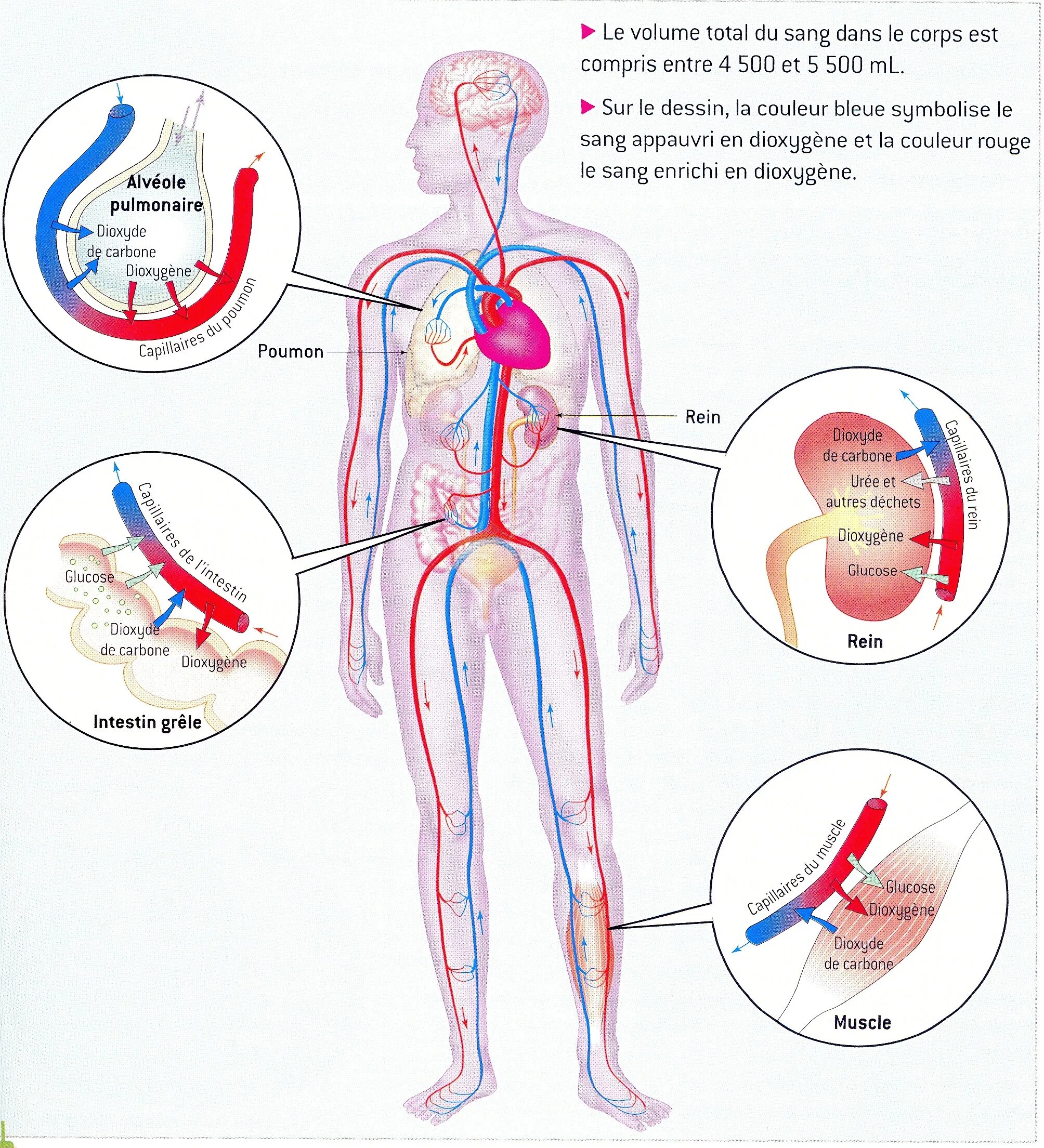 Corps est. La grande circulation du Sang.