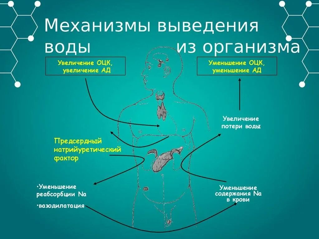 Через сколько выходит вода. Выведение воды из организма. Вывод жидкости из организма. Выврл волы из организма. Способы выведения жидкости из организма.