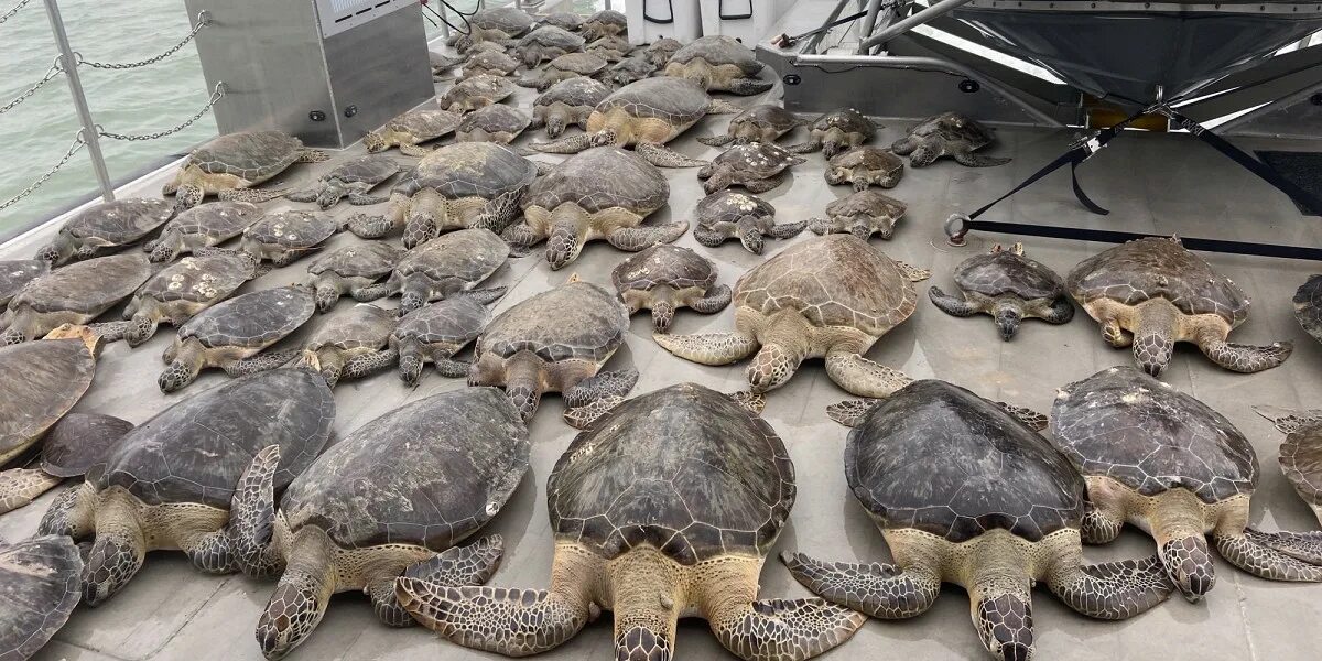 Спасем черепах. Спасем черепах. Спасем черепах. Спасем черепах. Коста рика черепахи.