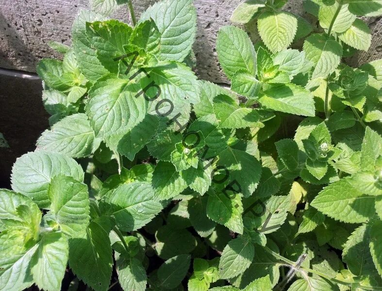 Мята ташкентская. Мята земляничная ( mentha species erdbeerminze). Мята лаунж ташкентская. Мята длиннолистная. Мята ташкентская.