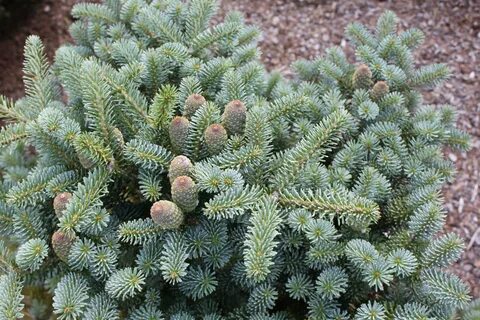 Abies koreana Blauer Pfiff.