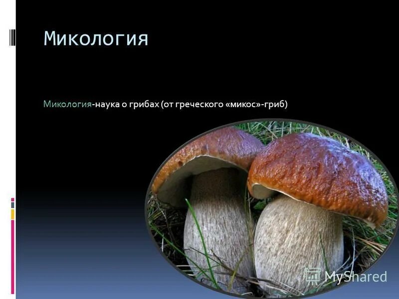 Микология грибы. Микология наука о грибах. Микология презентация. Микология наука о грибах 5 класс. 4 микология