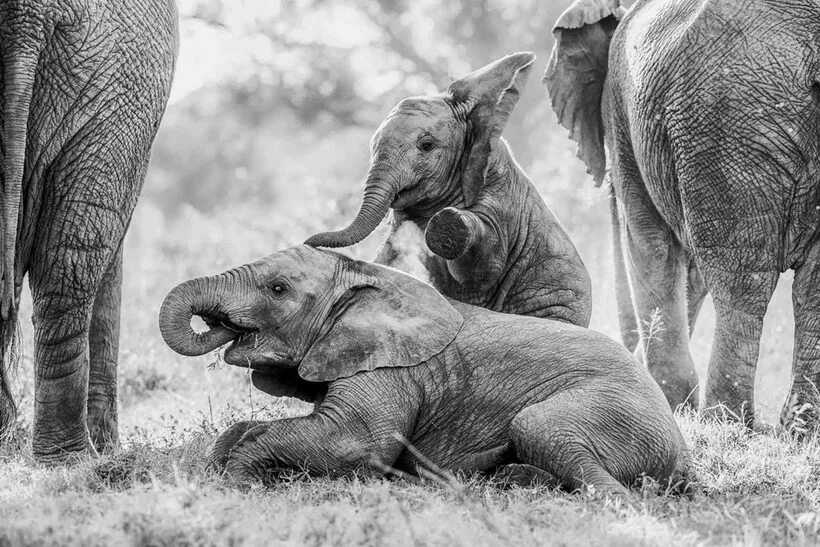 Слоны с детенышами. Дикие слоны. Match 8 interesting wildlife. Match 8 interesting wildlife. Индийский медоед.