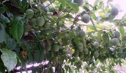Пассифлора эдулис в горшке. Маракуйя дерево. Маракуйя эдулис. Маракуйя зеленая. Маракуйя плодоносящая.
