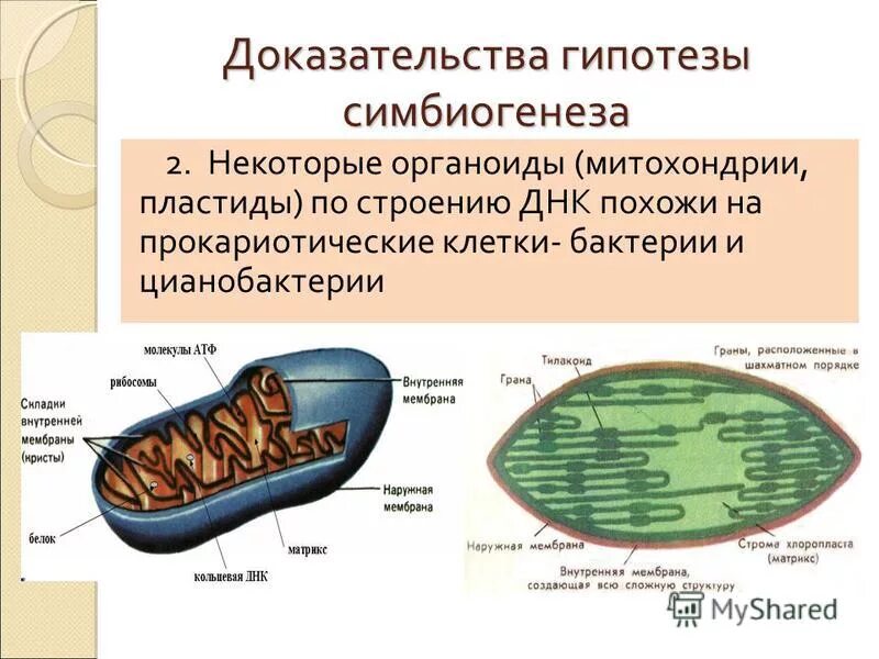 Пластиды прокариот. Митохондрии пластиды органоиды движения клеточные включения. Структура органоидов митохондрия. Цитоскелет митохондрии хлоропласты. 11. Митохондрии. Строение и функции..