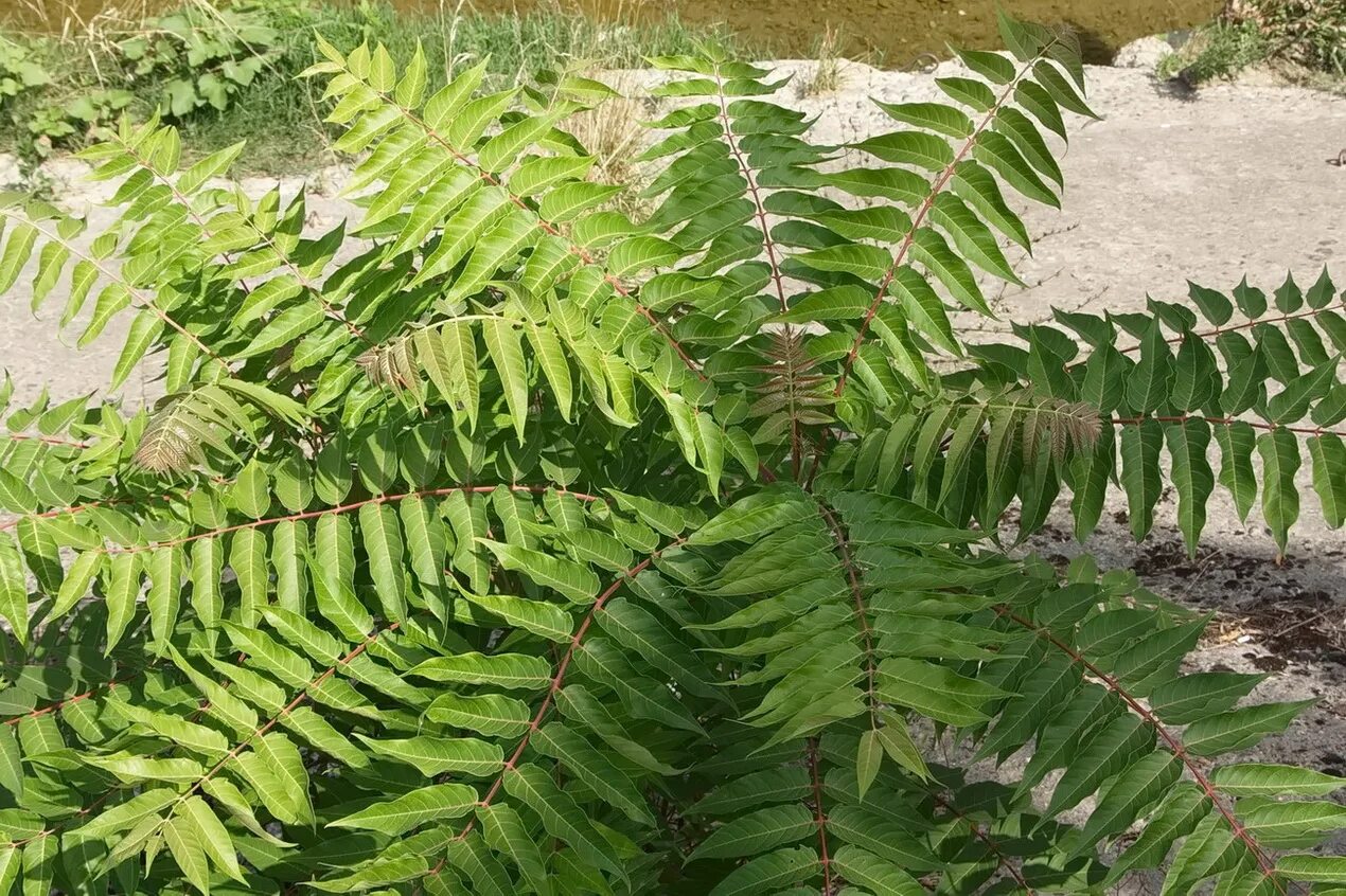 Айлант высочайший. Ailanthus altissima Айлант высочайший. Айлант уксусное дерево. Ailanthus altissima растение. Айлант китайский ясень.