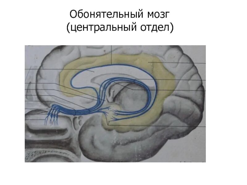 Обонятельный мозг и лимбическая система. Обонятельный мозг Центральный и периферический отделы. Лимбическая система головного мозга обонятельный треугольник. Периферический отдел обонятельного мозга. Центральный отдел обонятельного