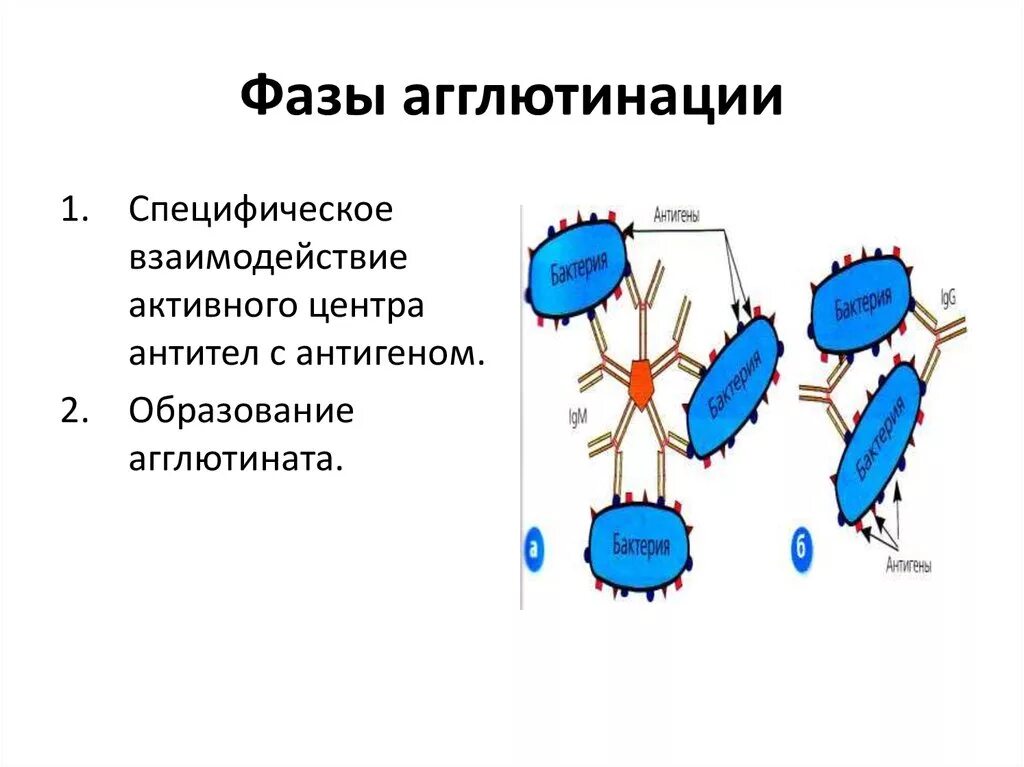 Выработка антигенов. Фазы реакции агглютинации микробиология. Антиген в реакции агглютинации. Реакция агглютинации схема. Реакция агглютинации микробиология механизм.