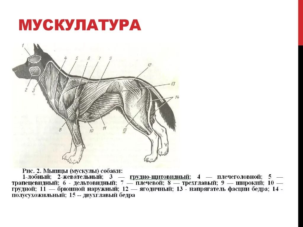 Мышечная система собаки схема. Строение мускулатуры собаки. Мышечное строение собаки. Строение мышц собаки. Мускулатура млекопитающих