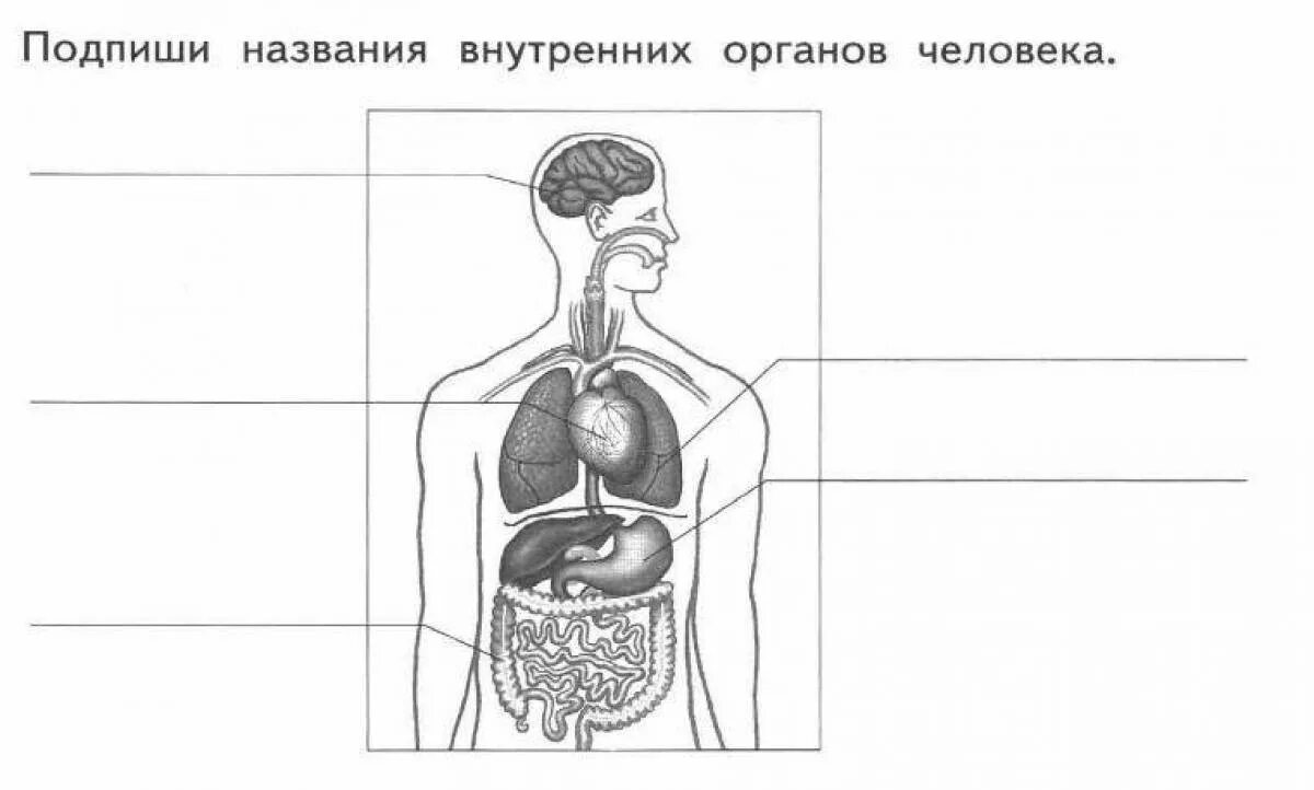 Пищеварительная система человека схема 3 класс окружающий мир. Схема систем органов человека 3 класс. Внутренние органы человека схема расположения 4 класс. Внутренние органы человека схема 2 класс окружающий мир. Тест строение человека 3 класс перспектива