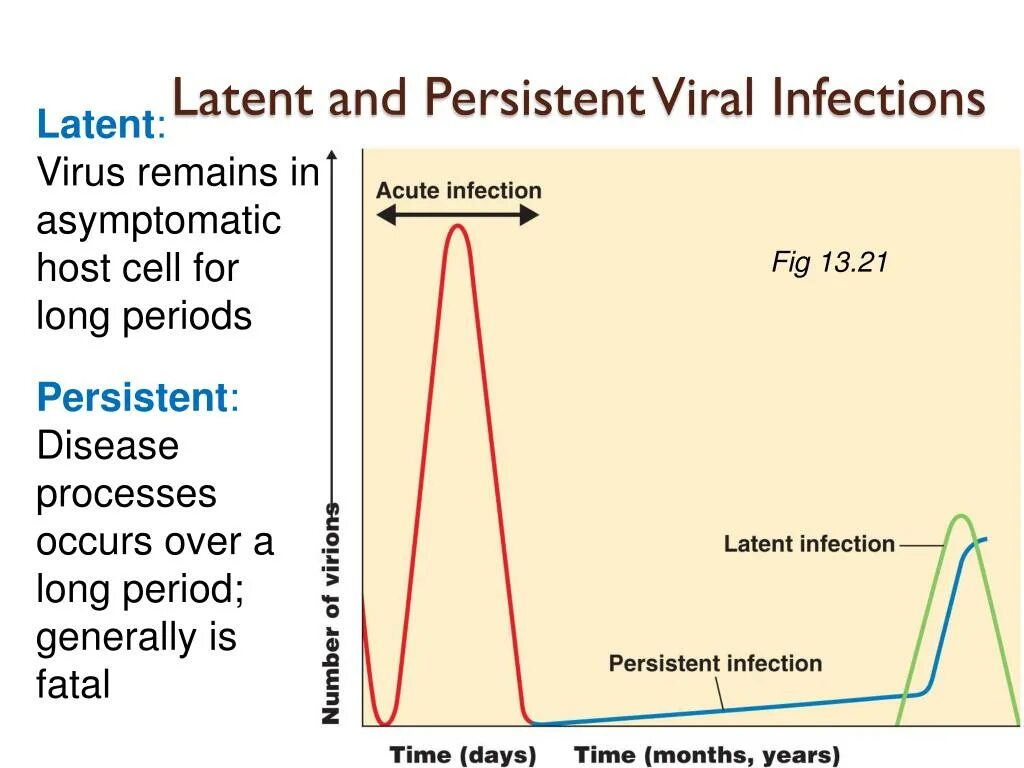 Персистент. Persistent персистент. Inapparent infection. Latent.