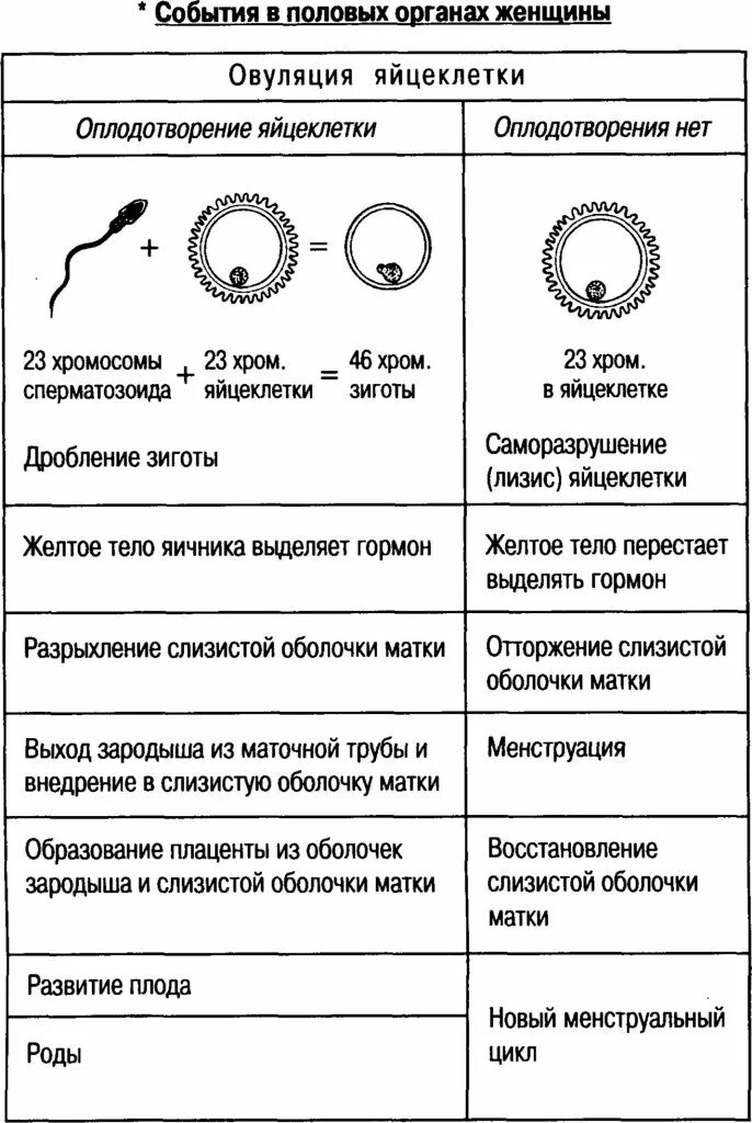 Таблица женским органам