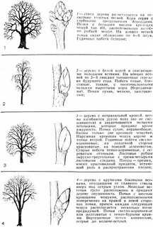 Дерево определение